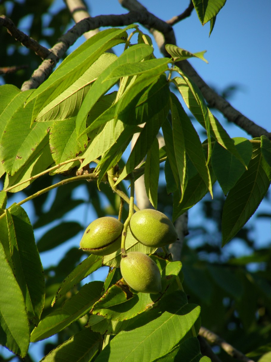 Орех маньчжурский (Juglans nigra l.)