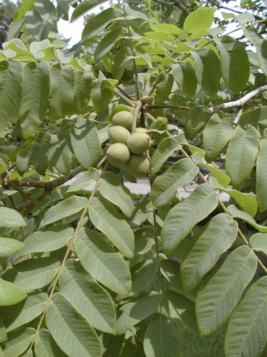 155. Орех маньчжурский - Juglans mandshurica.