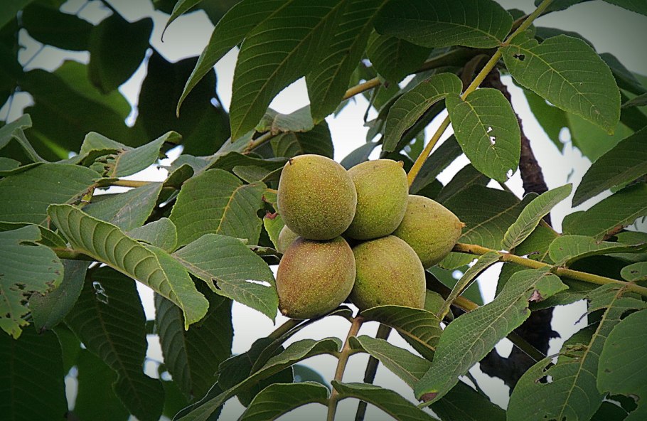 Орех маньчжурский (Juglans mandshurica)