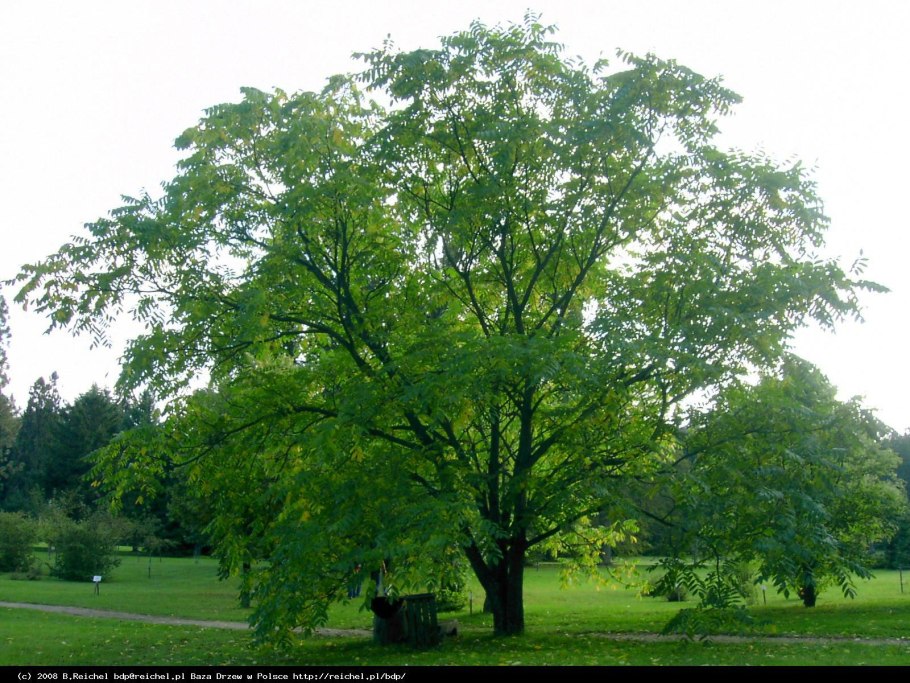 Орех маньчжурский (Juglans mandshurica)
