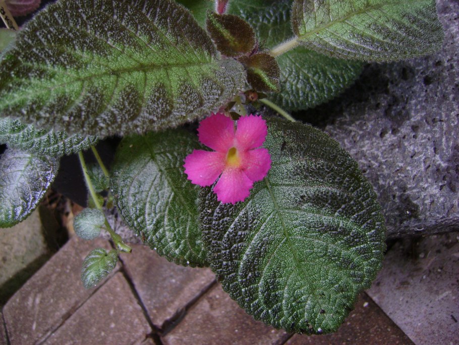 Эписция Инесса