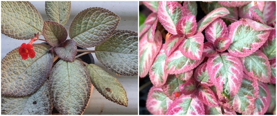 Эписция медная ампельная