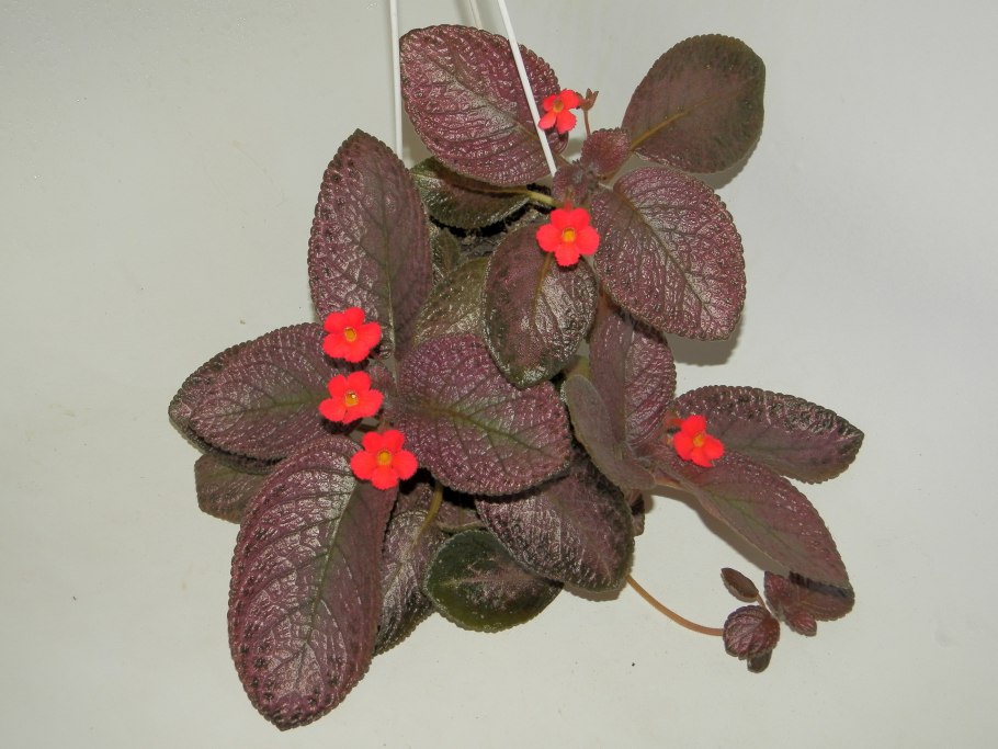 Эписция серебряное сияние