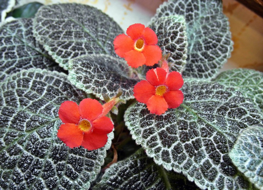 Эписция Валенсия