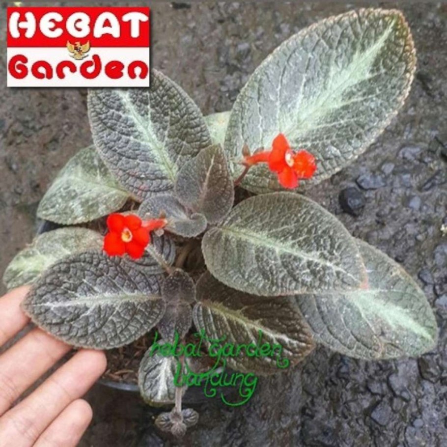 Эписция зебрина