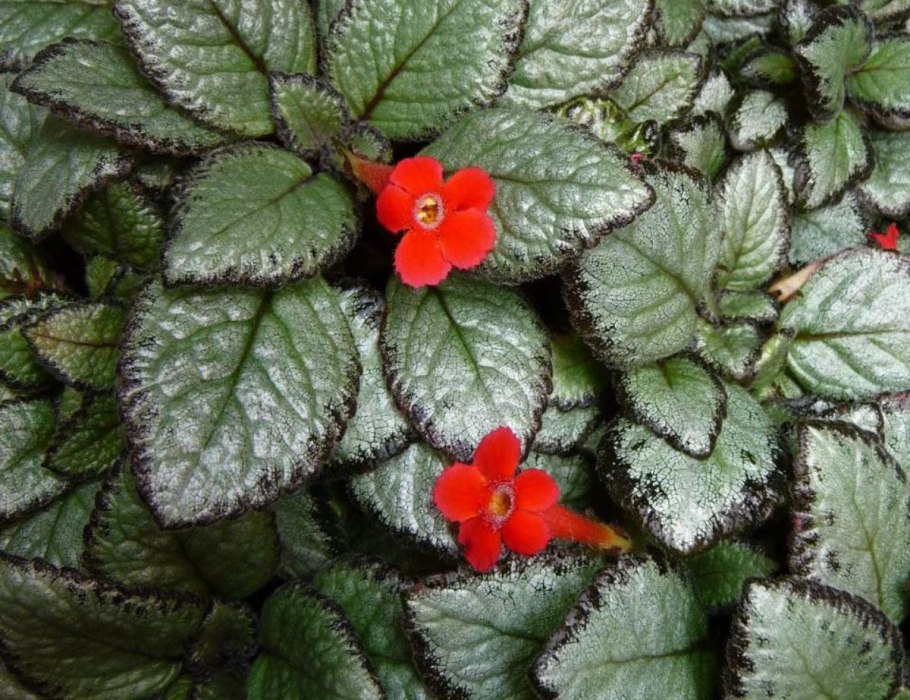 Эписция антик вельвет