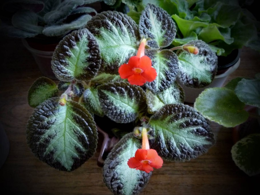 Эписция цветок