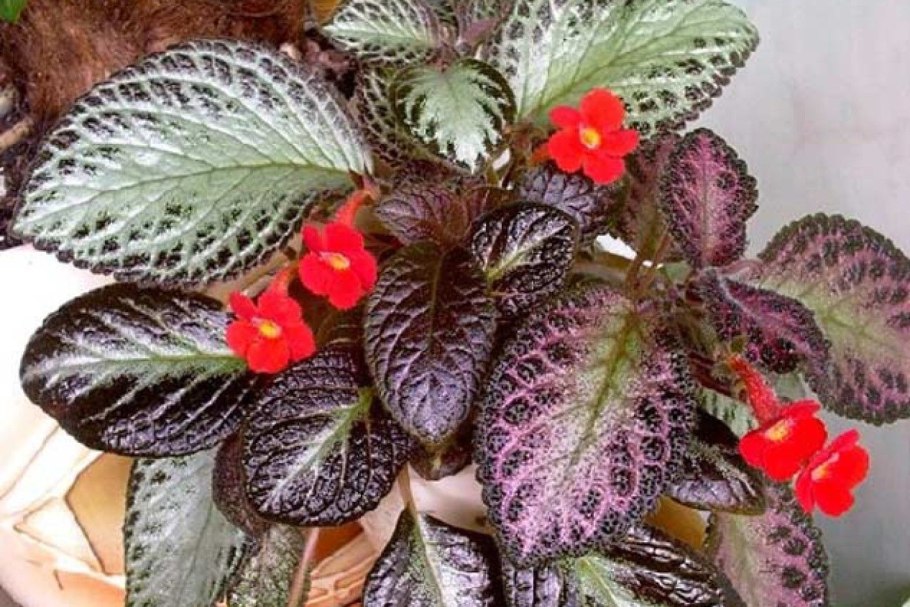 Эписция ампельная