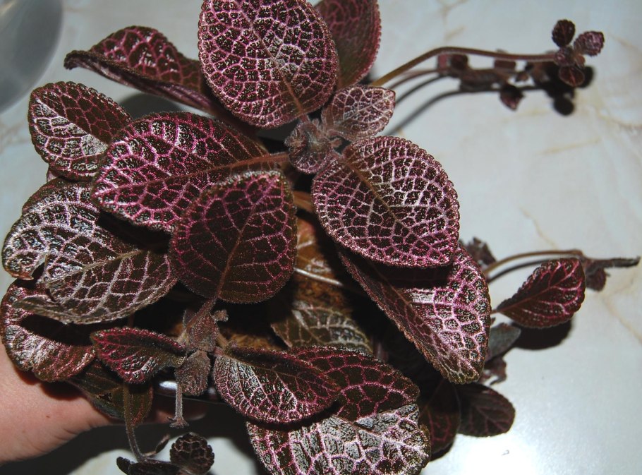 Эписция ползучая (Episcia reptans)