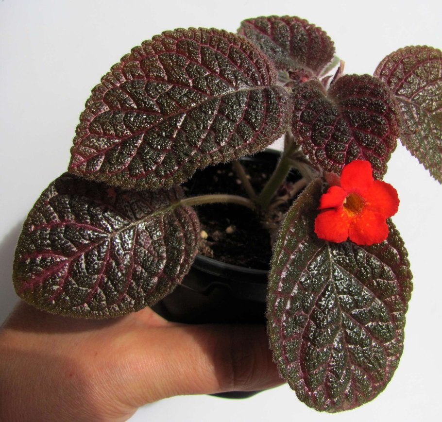 Эписция медная цветок