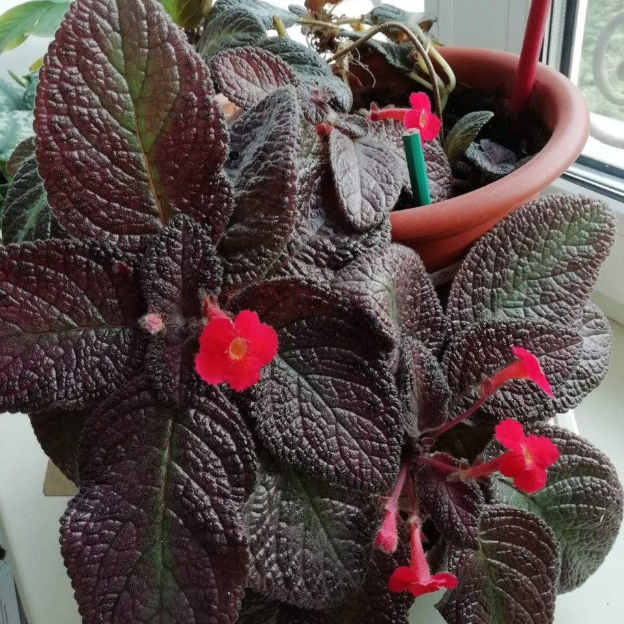 Эписция Стравберри мист