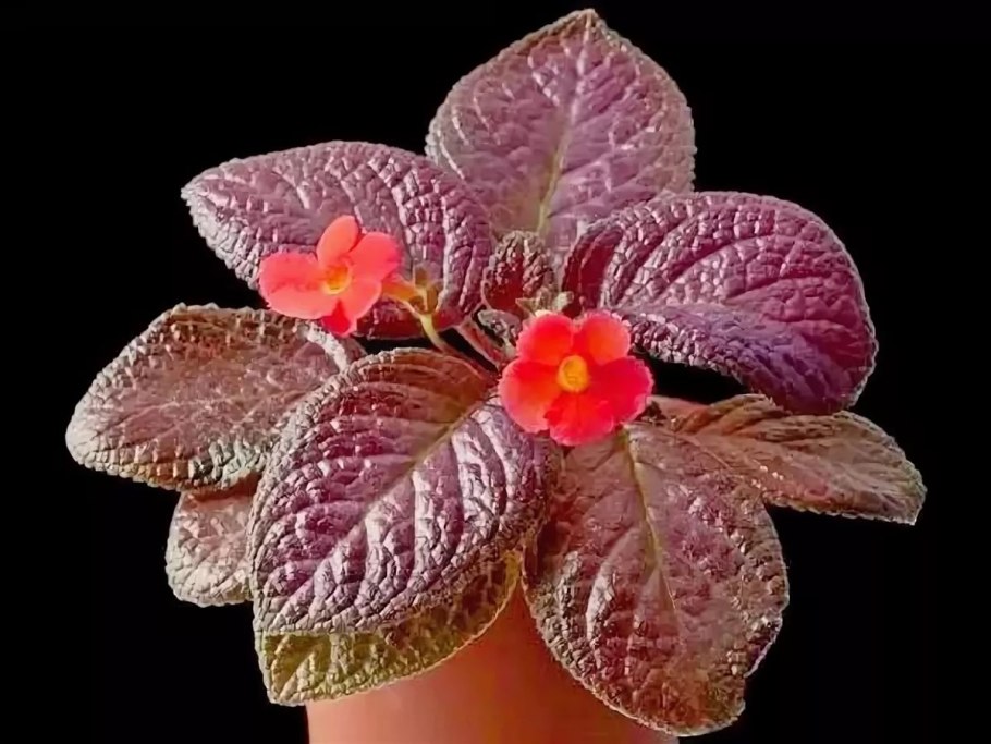 Эписция голландка