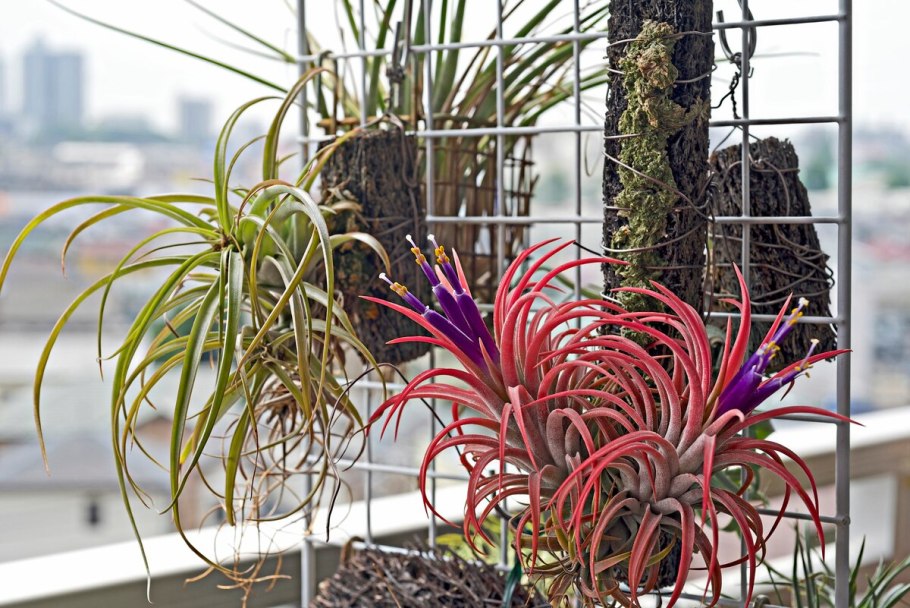 Тилландсия ionantha Red