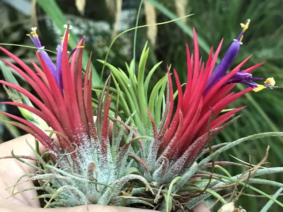 Тилландсия ionantha