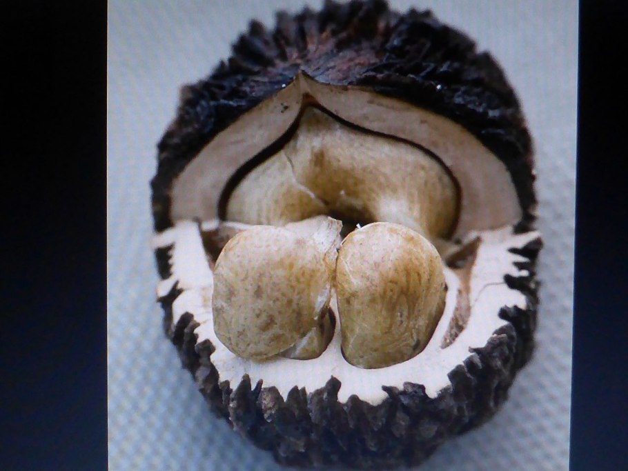Орех черный, Juglans nigra