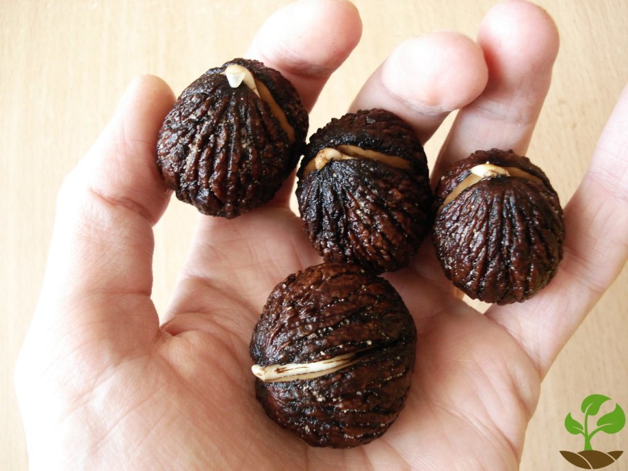 Орех черный, Juglans nigra