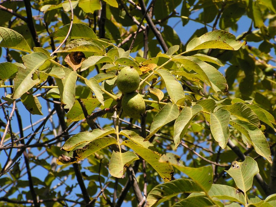 Орех черный, Juglans nigra