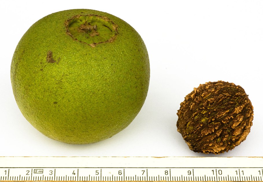 Грецкий черный орех