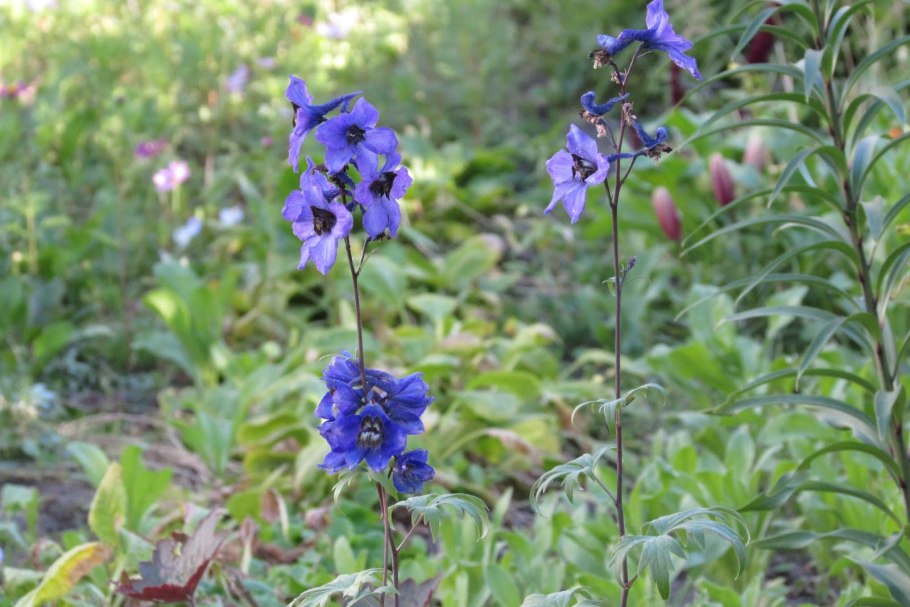 Живокость редкоцветная