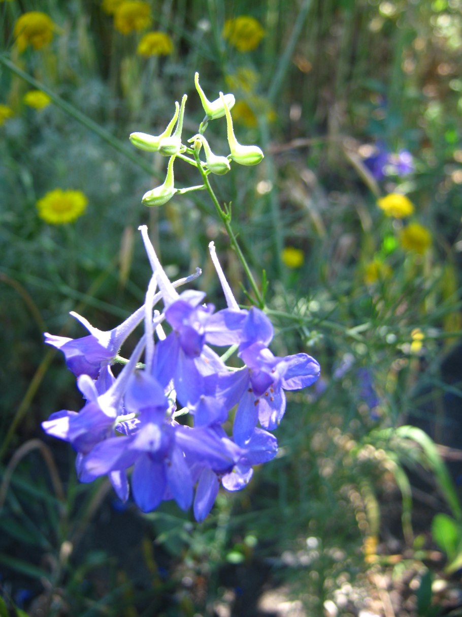 Живокость Полевая ботаника