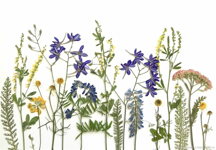 Живокость Полевая ботаника