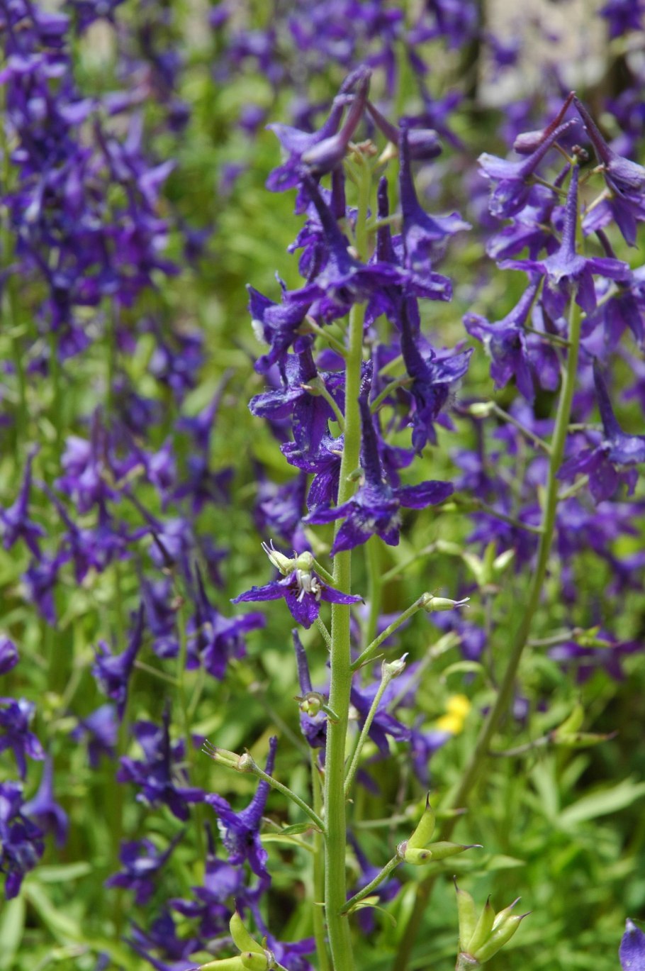 Дельфиниум живокость Полевая Ларкспур