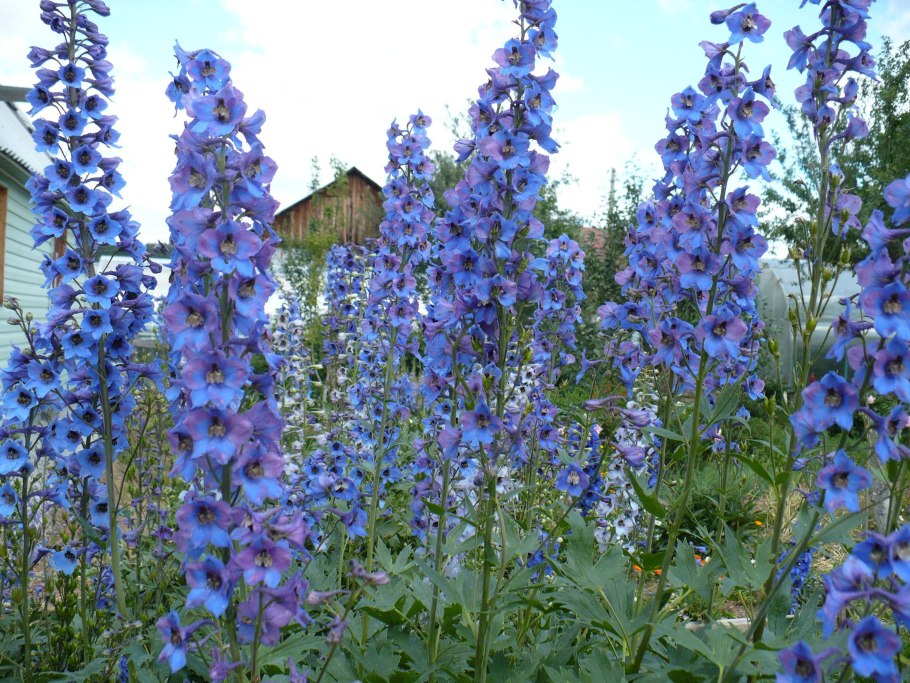 Дельфиниум Стафизагрия
