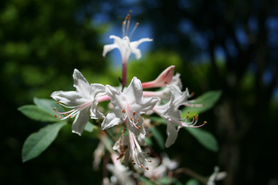 Atlanticum Азалия