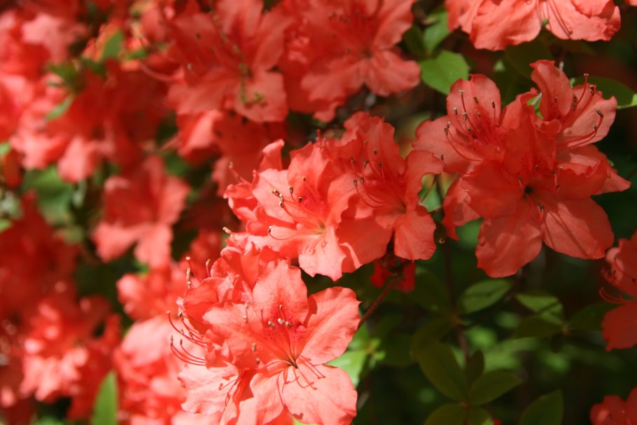 Rhododendron atlanticum