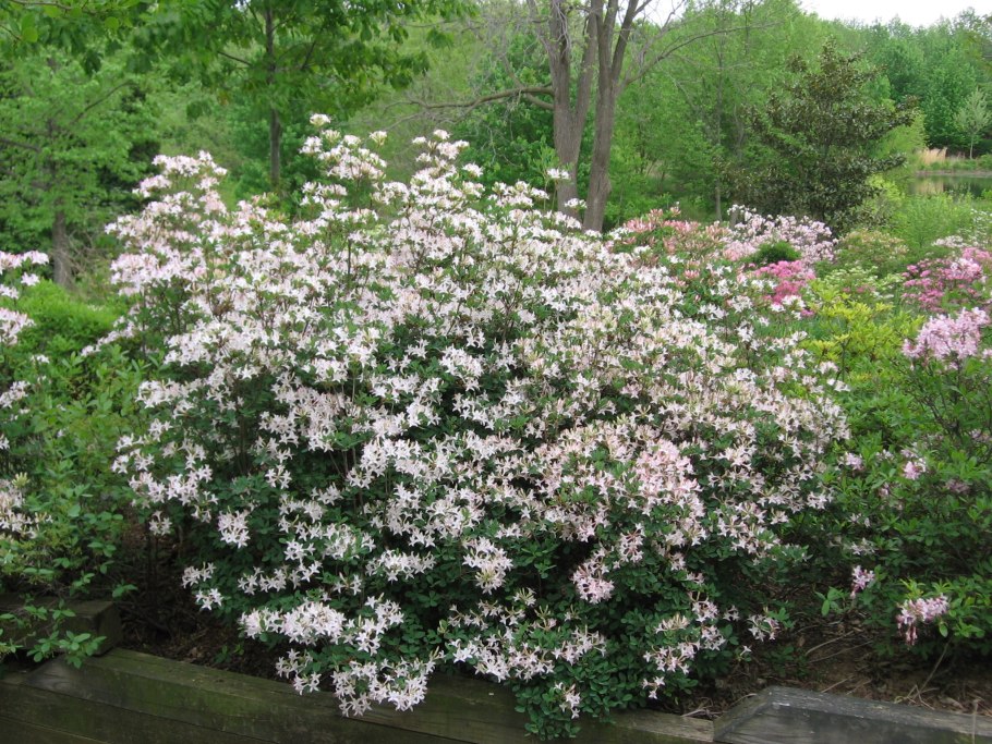 Рододендрон клейкий