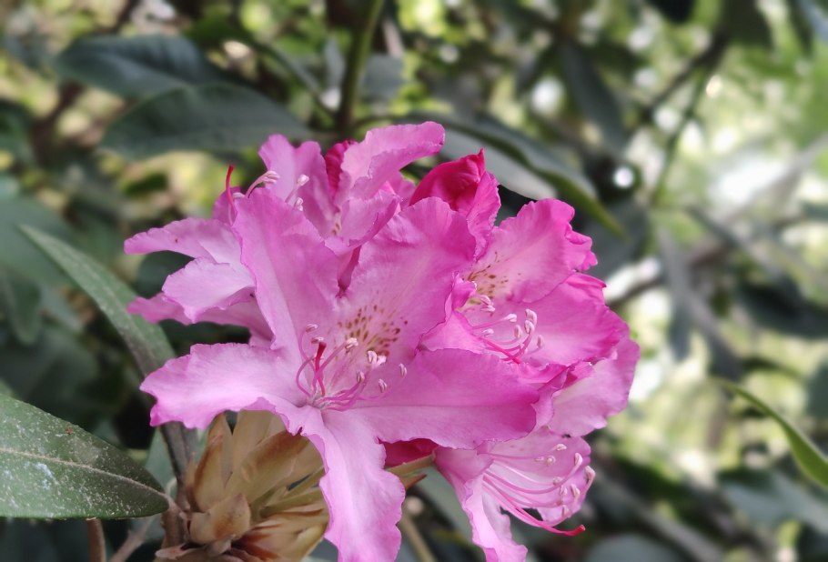 Рододендрон гибридный Marie Forte