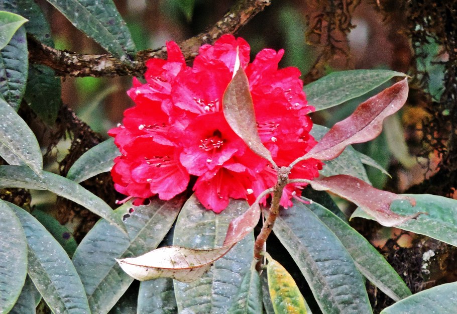 Рододендрон Сильвестр