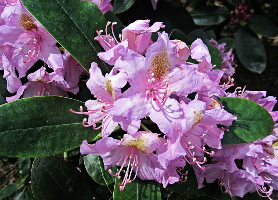 Rhododendron Cecile