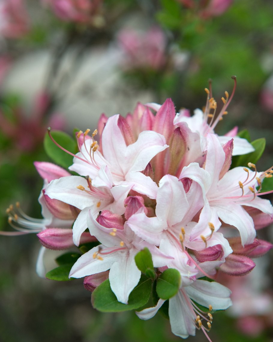 Atlanticum Азалия