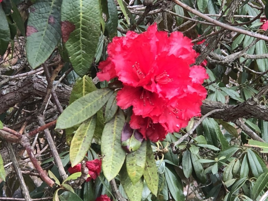 Цветок рододендрон садовый