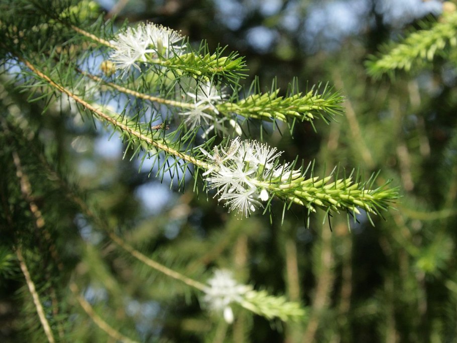 Калитрикс лиственничный