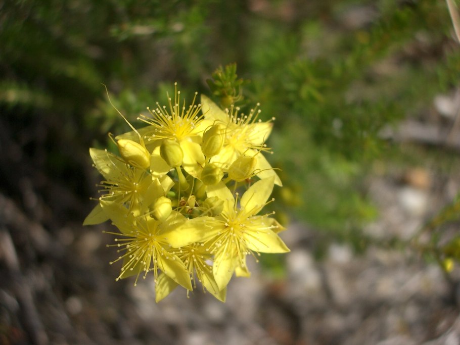 Andersonia brevifolia