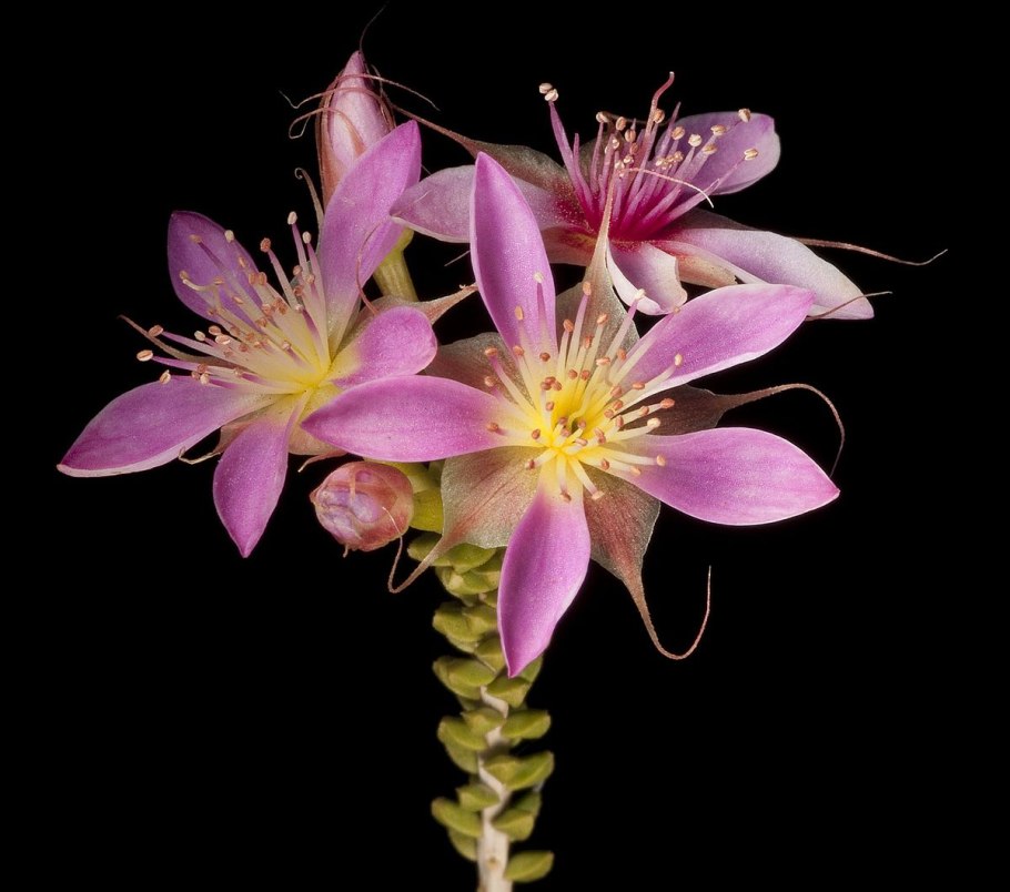 Calytrix carinata