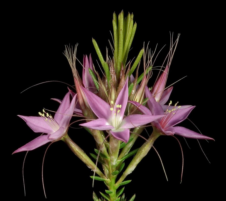 Calytrix carinata