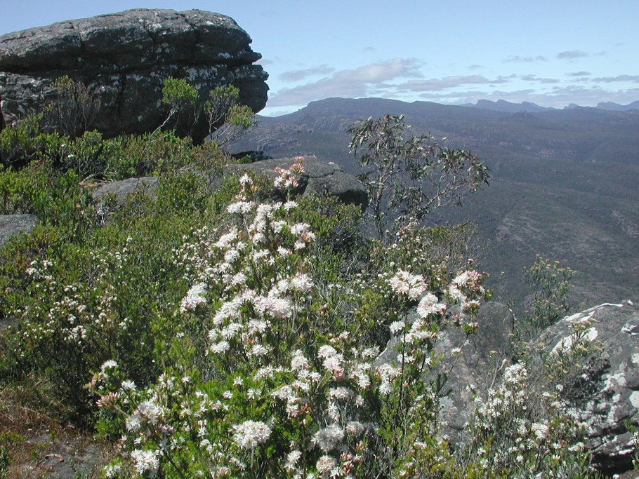Calytrix Tetragona prostrate