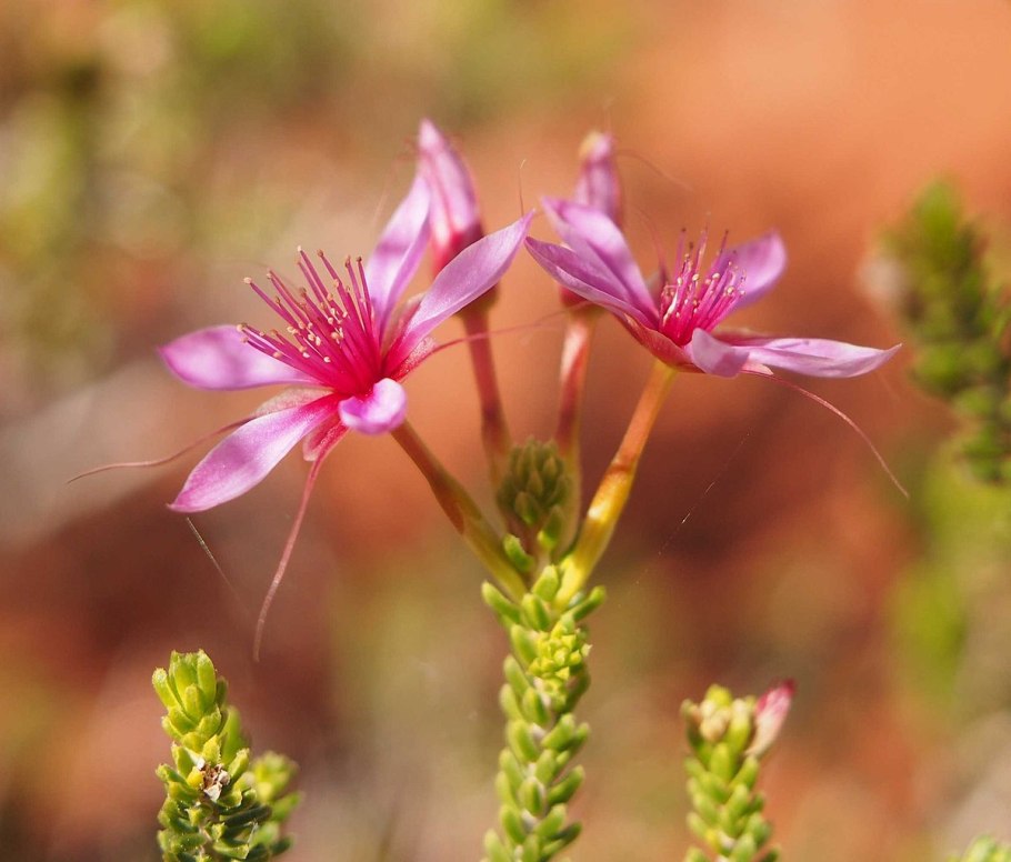 Calytrix carinata