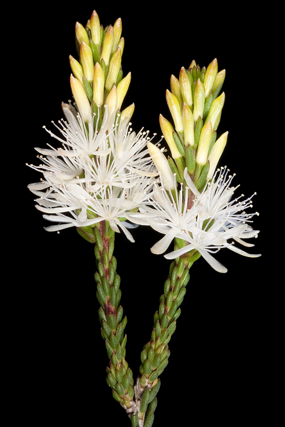 Calytrix duplistipulata