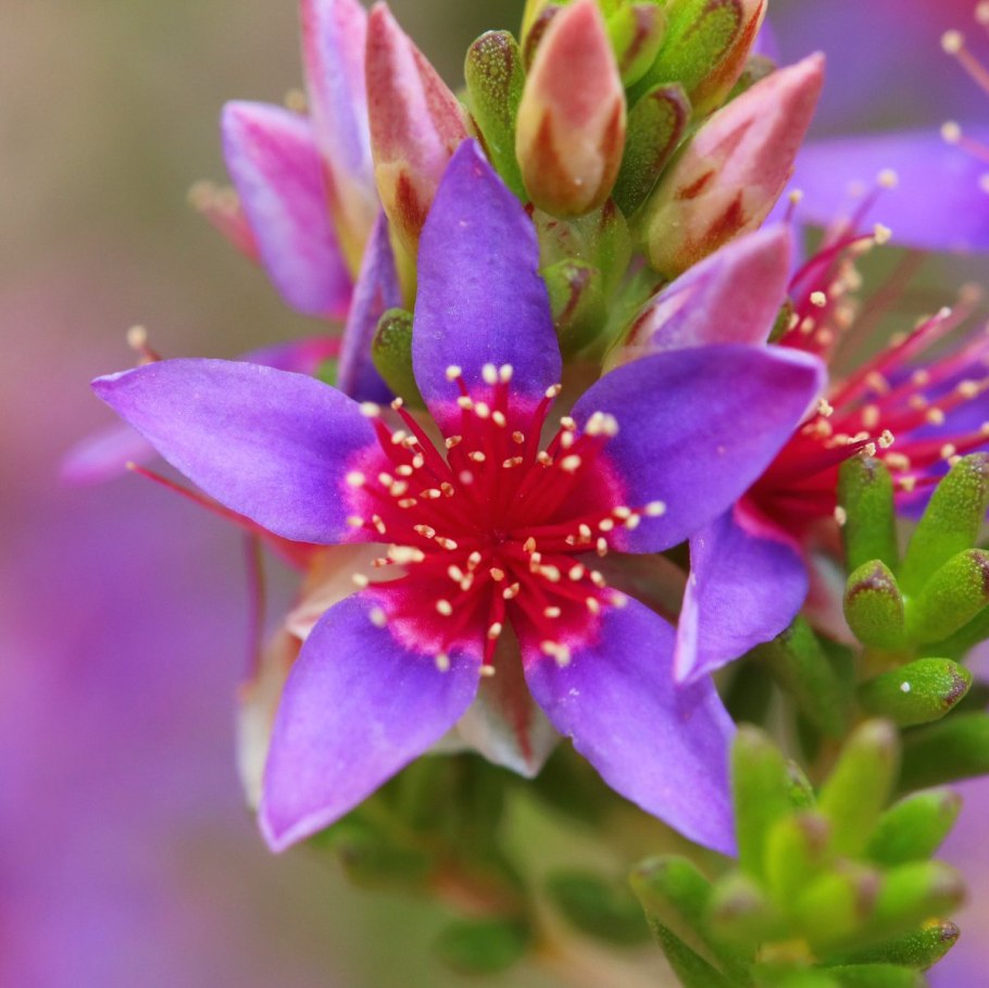 Calytrix carinata