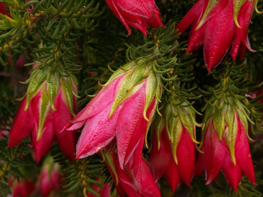 Дарвиния oxylepis