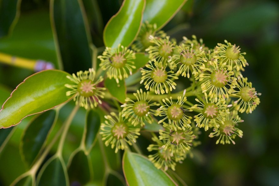 Троходендрон аралиевидный Trochodendron aralioides