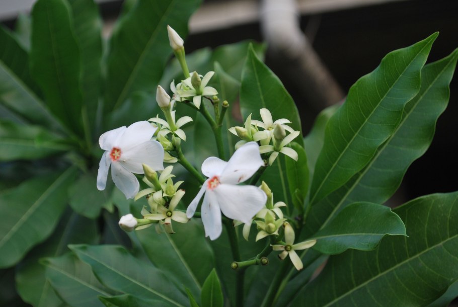 Кутровые (Apocynaceae)