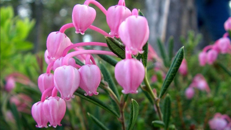 Подбел многолистный