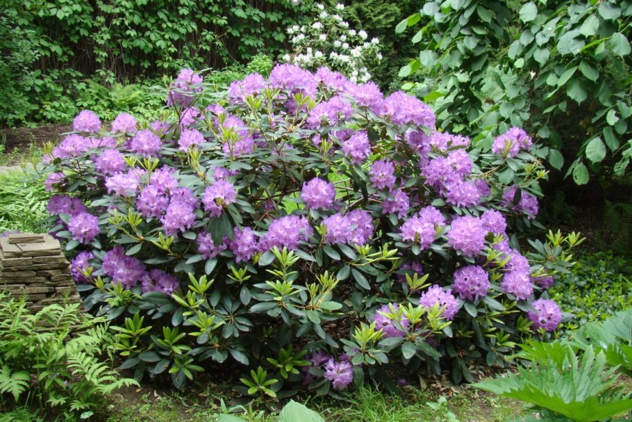 Рододендрон катевбинский