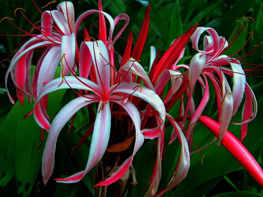 Кринум Капский