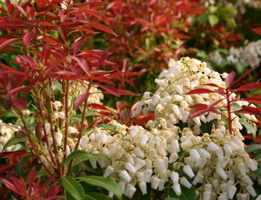 Пиерис японский (сорт 'Valley Valentine')